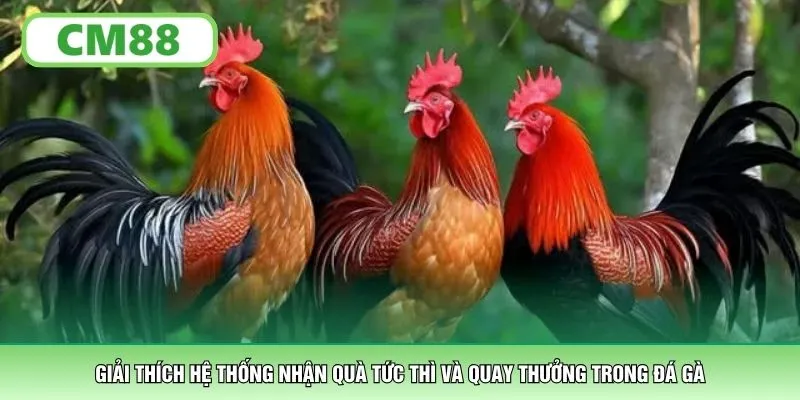 Giải thích hệ thống nhận quà tức thì và quay thưởng trong đá gà